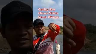 CASTING IKAN CHANNA STRIATA SERASA DIKOLAMcasting fishing castingikangabus castingharuan [upl. by Nednil852]