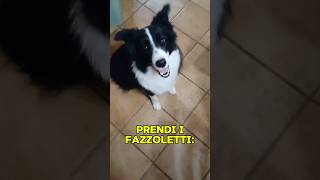 Cane Border Collie prende e porta i fazzoletti al suo umano 🐶🤧🧻 cane bordercollie prende [upl. by Weigle]