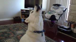 Siberian Husky Howling [upl. by Jacklyn976]