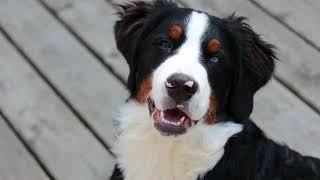 List of 31 Herding Dog Breeds [upl. by Nol231]