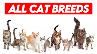 All Cat Breeds AZ Visual Guide to Feline Diversity [upl. by Ardnekahs]