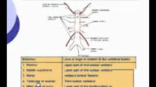 65 Abdomen Single branches of abdominal aorta [upl. by Hsekar469]