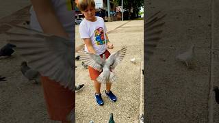 Liova feeding pigeons again feeding pigeons shorts [upl. by Oilicec]