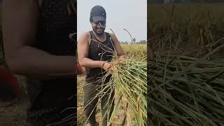 Desi wala Gama ka dhan kating🌳🌾🌾🌾🌾💪💪shortvideos motivation trendingshorts ytstuduo viralvideo [upl. by Kus748]