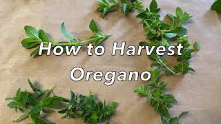 How to Harvest Oregano [upl. by Fin776]