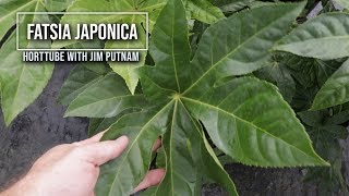 Japanese Fatsia in 2 Minutes  Beautiful Flowering Shade Shrub [upl. by Cartwright691]