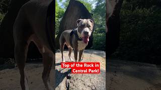 Top of the Rock in Central Park NYC cutedog doglover pitbull dogshorts doglovers doglife nyc [upl. by Inimod]