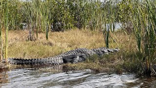 Airboat ride with many gators [upl. by Asetal]