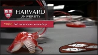 Harvard researchers demonstrate soft robot camouflage system [upl. by Binnie]