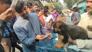 German shepherdLabradorHusky Golden retrieverall Dog market in galiff Street Kolkata2999 st [upl. by Annahoj]