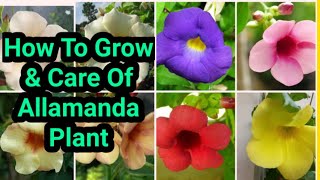 How To Grow amp Care Of Allamanda Plant sanyagardeningvinefloweringplantallamandacare [upl. by Sidky]