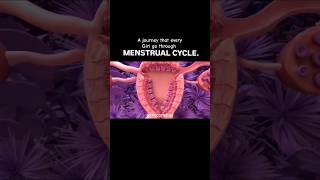 Menstrual Cycle biology menstrualcycle [upl. by Clawson]