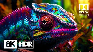 The Ultimate 8K HDR Experience Natures Glory in Ultra HD 60fps Dolby Vision™ [upl. by Aritak]