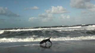 Hundeurlaub Dänemark Hunde toben am Strand [upl. by Elleryt]