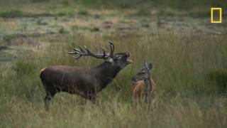 Nederlands oudste nationale park Veluwezoom [upl. by Alderson282]