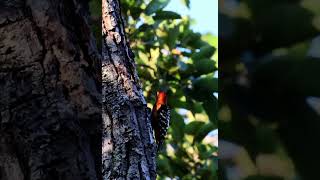 ត្រសេះធំពោះត្នោត  Rufousbellied Woodpecker birds wildlife nature [upl. by Aisaim278]