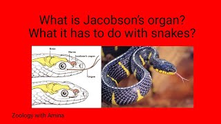 Why Jacobsons organ is present in snakes  vomeronasal organ [upl. by Bergren454]