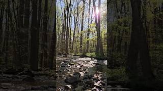 Perfect day and moment at Catoctin Mountain Park hiking nature shorts [upl. by Emearg]