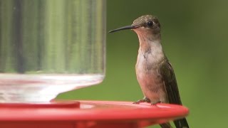 The Sounds of Hummingbirds [upl. by Merci504]