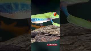 Colorful Red Eyed Tree Frog Sneaking Up [upl. by Glynda]