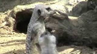 Fab Four Meerkats welcomed to the LA Zoo [upl. by Jallier]