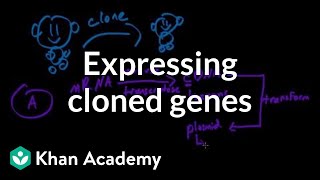 Expressing cloned genes  Biomolecules  MCAT  Khan Academy [upl. by Lrak]