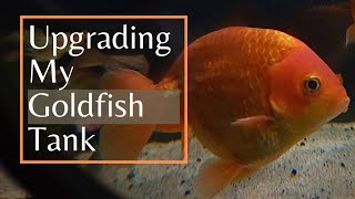 Lets give my goldfish a bigger and better home aquarium fishkeeping [upl. by Bryce19]