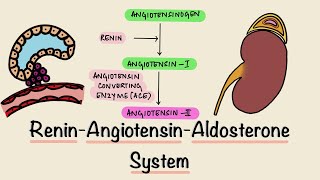 Renin Angiotensin Aldosterone System  RAAS  Juxtaglomerular Apparatus  JGA  Renal Physiology [upl. by Konstantin]