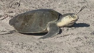 Kemps ridley sea turtle spotted nesting at Galveston Island State Park for second year in a row [upl. by Byrann65]