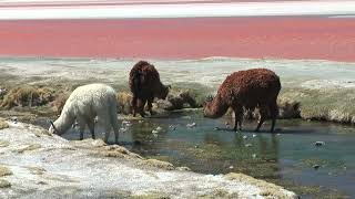 Fantastiques paysages minéraux du Sud Lipez en Bolivie  des lagunes colorées au Salar dUyuni [upl. by Jahdal]