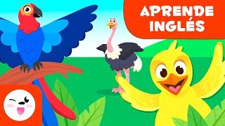 Animales vertebrados Las Aves EN INGLÉS  Ciencias para niños [upl. by Igor]