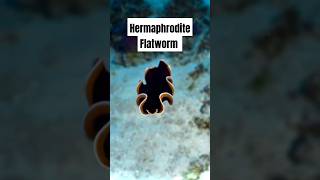 Why These Flatworms Are the Most Unbelievable Creatures on Earth [upl. by Eimma516]