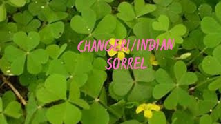 Changeri  Indian Sorrel  Oxalis Corniculata Medicinal Benefits in English [upl. by Niltac]