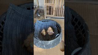 🧐 Cleaning the nest of baby pigeons pigeon kabutar [upl. by Namhcan61]