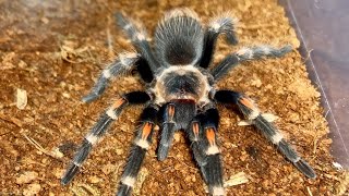 MEXICAN FLAME KNEE TARANTULA Brachypelma Auratum  🕷️🕷️🕷️ [upl. by Allina]