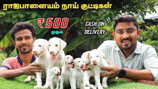 Native Dogs சிப்பிபாறை கோம்பை கன்னி  Puppies For Sale  Vino Vlogs [upl. by Rhoades318]