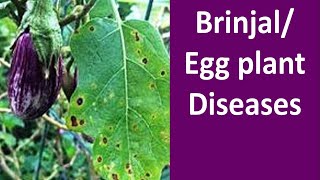 Diseases Management of Brinjal Solanum melongena [upl. by Rednaskela403]