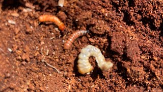 Pine Beetles Found in Texas WATCH OUT Your trees might be at risk [upl. by Vivianne]