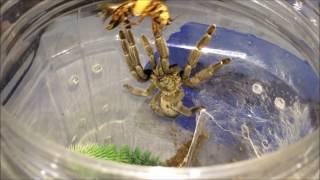 Tarantula Feeding Video 1 Scorpions Included [upl. by Oesile869]