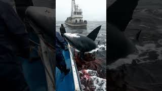 DeepSea Fishing Fishing Vessel Operations Shark Fishing Marine Ecology Fishery Resources [upl. by Essined]