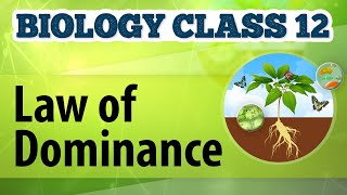 Law of Dominance  Genetic Basis of Inheritance  Biology Class 12 [upl. by Ric]