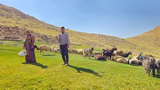 IRAN nomadic life  A narrative of sheep grazing in the mountains  Nomadic lifestyle of Iran [upl. by Stephine]