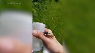 What to expect as Illinois cicadas emerge [upl. by Elyod]