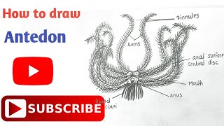 How to draw Antedon Diagram  Phylum Echinodermata  Step by step  howtodraw echinodermata [upl. by Airet77]