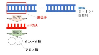 タンパク質の平均アミノ酸数を求める問題【遺伝子】 高校生物基礎 [upl. by Nednerb]