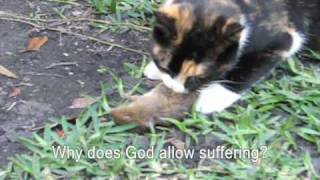 Our Cats Kill a Mouse and Bird Part 1 [upl. by Gavin]