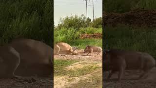 Close range of wild animals Fantastic animals on Douyin Animal world Predation moments Wild animals [upl. by Nawad61]