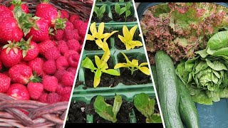 Taking Softwood Cuttings And Soft Fruit And Salad Harvest [upl. by Sheryl793]