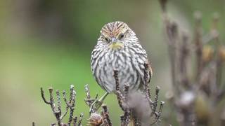 Manystriped Canastero in Cotopaxis páramo [upl. by Acinoda332]