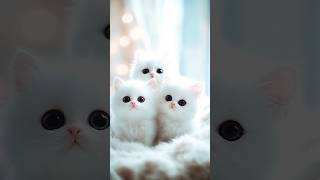 ep30 chhoticats catlove🌹 funnycatvideos ytviral youtub [upl. by Alikat]